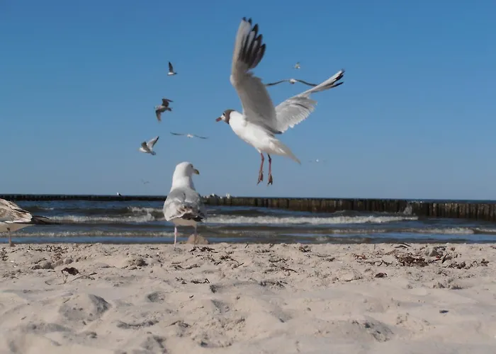 Apartament Scandynawski Apartment Kolobrzeg